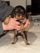 Chiots Cavaliers King Charles nés en famille  ...