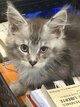 Adorables chatons disponibles