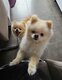 2 Spitz nains (Loulou de Poméranie) mâle et...