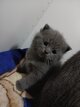 British shorthair chaton