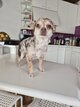 Chihuahua adulte