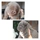 Chiots spitz  bleu et lilas
