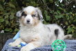 Chiots bergers australiens pures races pedigree...
