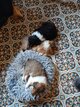 Chiots colley