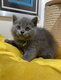 Adorable British shorthair