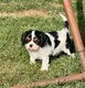 Superbe cavalier king charles