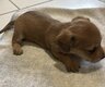 Adorable chiots Mauxie
