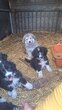 Chiots à vendre