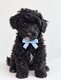 Adorable caniche nain disponible