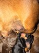 Chiots teckel nain poils ras