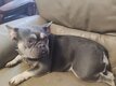 Bouledogue français