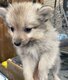 Spitz Allemand