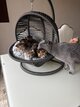 Magnifiques chatons British Shorthair à réserver