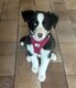 Petite femelle Border collie