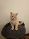 British Shorthair & Longhair   Élevés avec amour