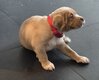 Chiot american bully xl