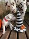🤎 magnifiques chiots dalmatiens foie /...