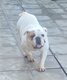 Femelle bulldog anglais