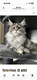 Maine coon