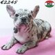 Bouledogue Français (blue, merle, blue fawn)...