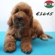 Chiots Caniche Nain (Rouge & Abricot) à vendre