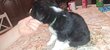 Magnifique Border Collie