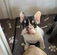 Chiots bouledogue français (1 mâle, 2 femelles)...