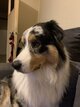 à donner Lucky berger australien 1 ans et 3mois