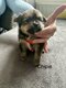 Pomchi