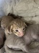 Chatons osh