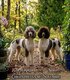 Caniche Royal Bicolore Blanc Marron