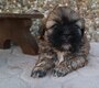 Superbe shih tzu.