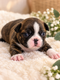🐾 Magnifiques chiots Boston Terrier  ...