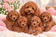 Adorables bébés caniches toy/nains
