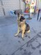 Berger allemand