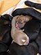 9 Malibull F2 ( malibull X malibull ) ( malinois...
