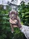 9 Malibull F2 ( malibull X malibull ) ( malinois...
