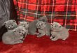 Magnifiques chatons British shorthairs bleus