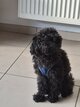 Magnifique caniche toy noir prop...