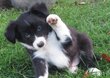 Chiots border collie mâle et dispo