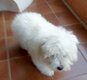 2cotons de tulear