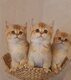 Magnifiques✨️British shorthair✨️ Golden...