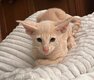 Male oriental fawn tabby