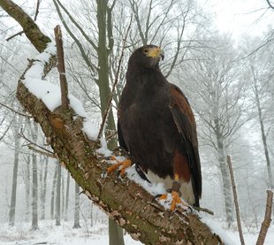 Loisirs Aprs-midi promenade  dcouverte rapaces  toutes saisons