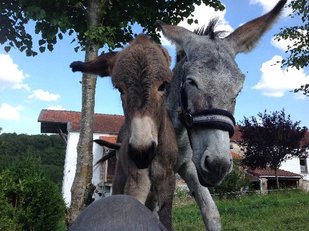 Loisirs Balade avec âne