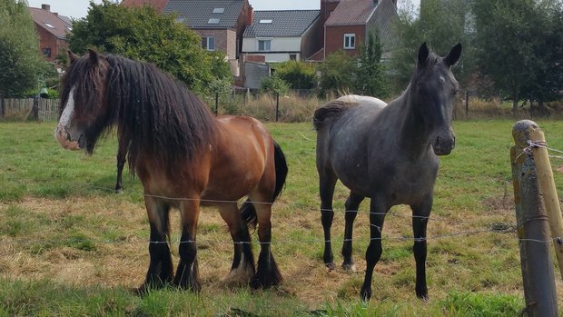 Stages,cours Stage cours  cheval naturel 