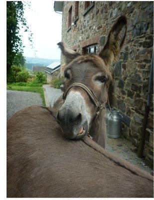 Loisirs Balade autonomie dos d âne