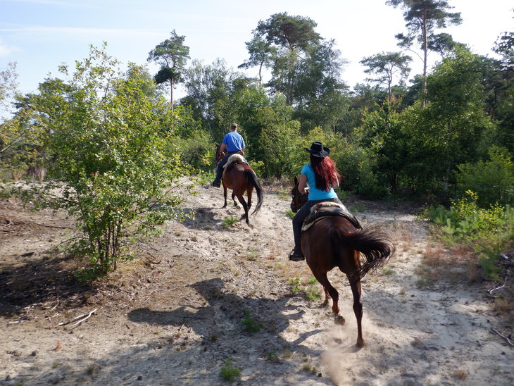 Loisirs Balades sans mors  cheval galement pour personnes inexprimentes