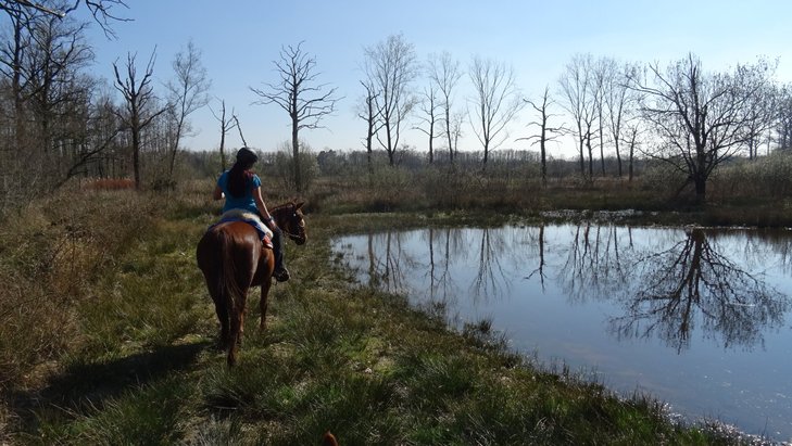 Loisirs Balades sans mors  cheval galement pour personnes inexprimentes