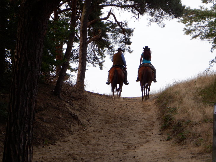 Loisirs Balades sans mors cheval également pour personnes inexpérimentées